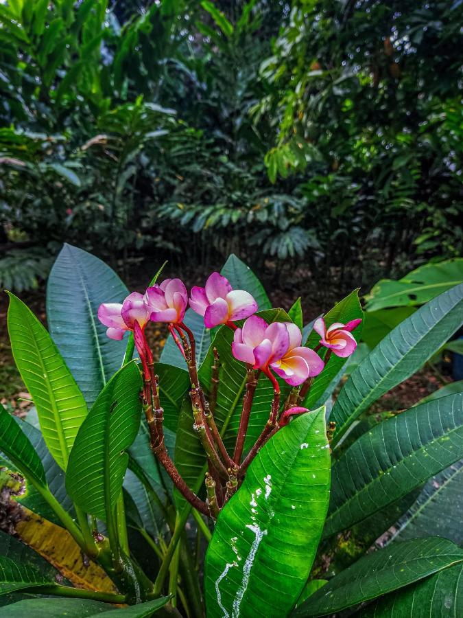 K'erenda Homet Reserva Natural Puerto Maldonado Eksteriør bilde