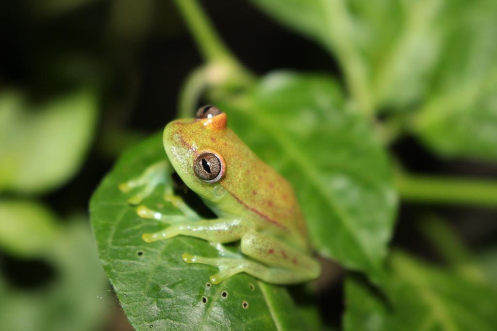 K'erenda Homet Reserva Natural Puerto Maldonado Eksteriør bilde